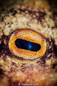 Octopus Eye by Marco Gargiulo 